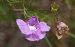 San Antonio false foxglove